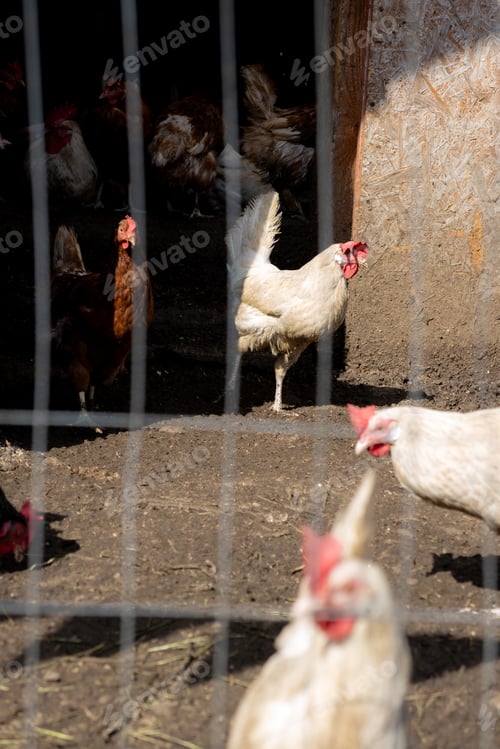 Preview: group of chickens peck the ground and grass in a pen. paddock is fenced with wire