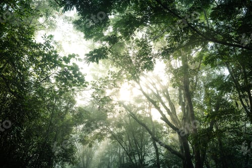 Preview: Trees and leaves with morning fog from below.