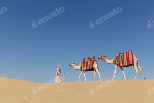 Preview: Bedouin walking with two camels in desert, Dubai, United Arab Emirates