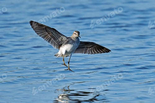 Preview: Wood sandpiper (Tringa glareola)
