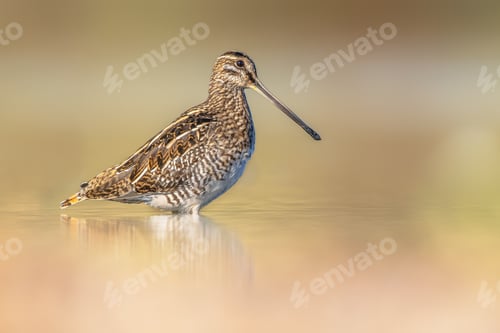 Preview: Common snipe wader bird in marshland background