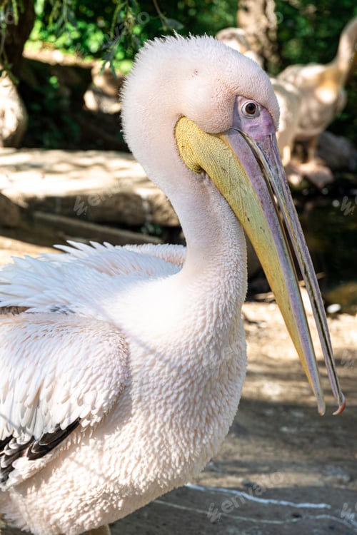 Preview: Portrait of Great White Pelican, close up.