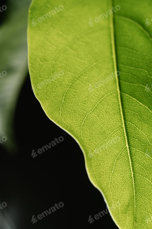 Preview: Macro photography of plant leaves on a dark background.