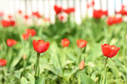 Preview: Many beautiful tulips in garden on sunny day. Blooming spring flowers
