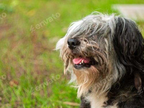 Visualização: Polish Lowland Sheepdog sitting on green grass. Portrait of a black white dog.