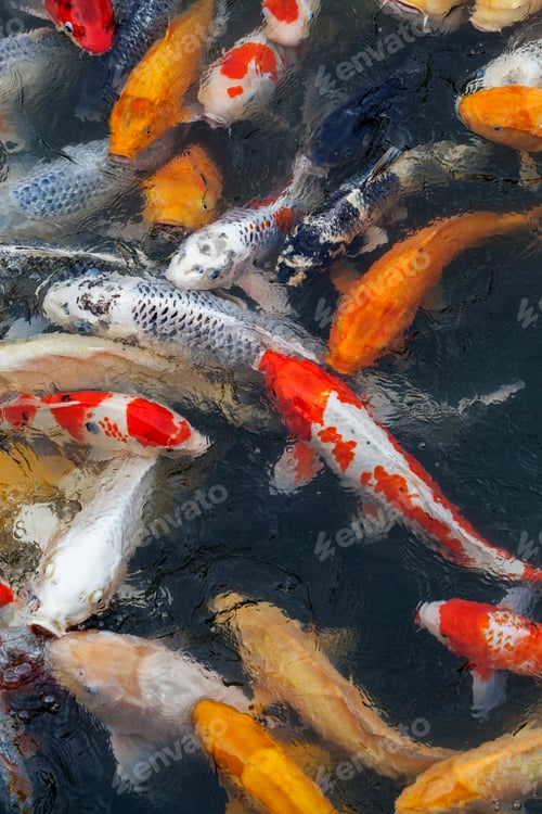 Preview: Many multicolored Koi fish swimming in pond