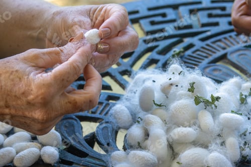 Preview: Close-up of hands peeling silk cocoons on a decorative table