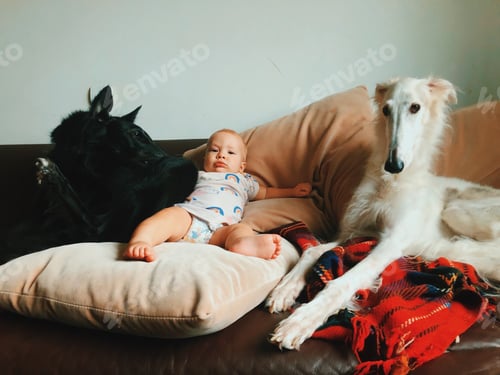 Preview: Baby Relaxing on a Sofa with Two Dogs