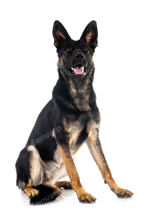 Preview: young german shepherd