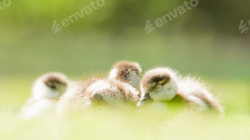 Preview: Selective focus shot of geese goslings sleeping on the grass with blurred background