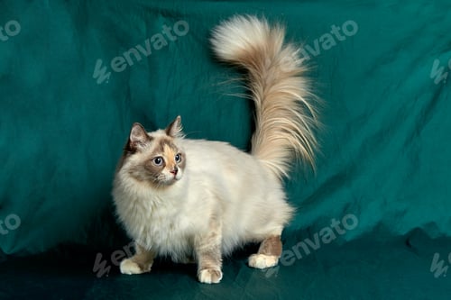 Preview: Domestic Long Hair Cat. A beautiful cat with green, intelligent eyes. The cat's coat is tricolored