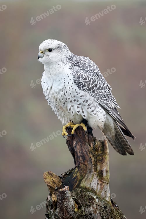 Preview: closeup of gyrfalcon (Falco rusticolus) in wild nature