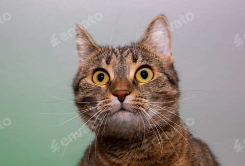 Preview: A close up of a brown cat's head