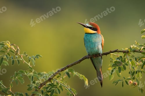 Preview: European bee-eater sitting on a rosehip branch with green blurred background