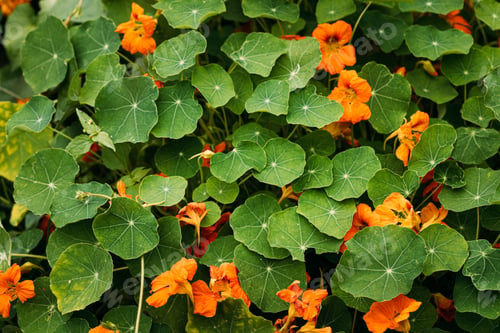 Preview: Green Leaves And Orange Flowers Of Tropaeolum Plant In Garden. Medicinal Plant