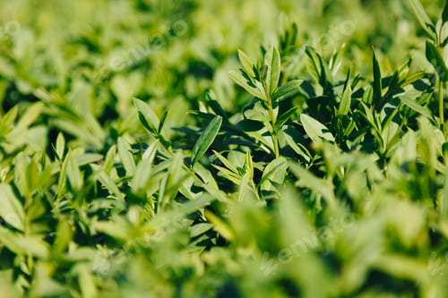 Preview: macro shot of beautiful green leaves