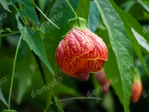 Preview: Close-up shot of Striped Abutilon in the garden