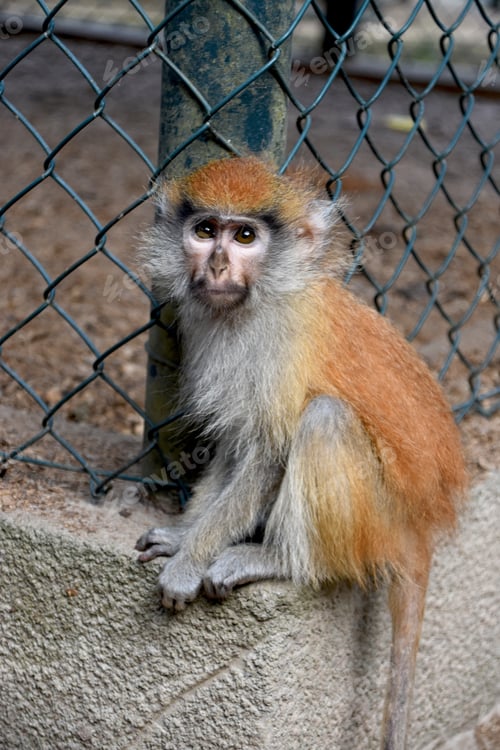 Preview: Monkey
