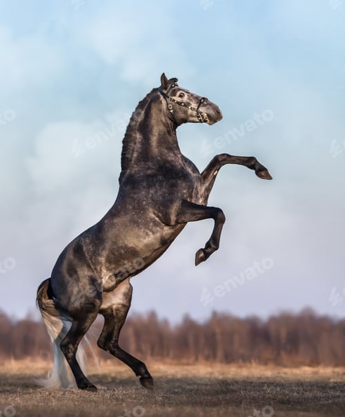 Preview: Dark gray Andalusian horse rear on meadow.