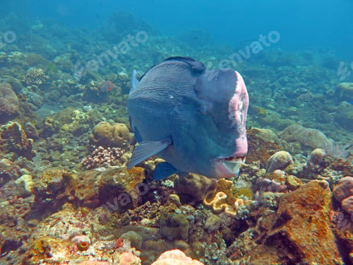 Preview: Fish Humphead Parrotfish, Bolbometopon muricatum in Bali.