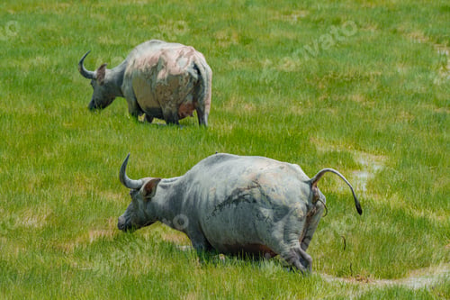Preview: Buffaloes at the green grassland in Kampung Batu Putih, Marang, Terengganu, Malaysia