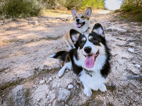 Preview: Two playful corgis sitting on the ground and looking at the camera.
