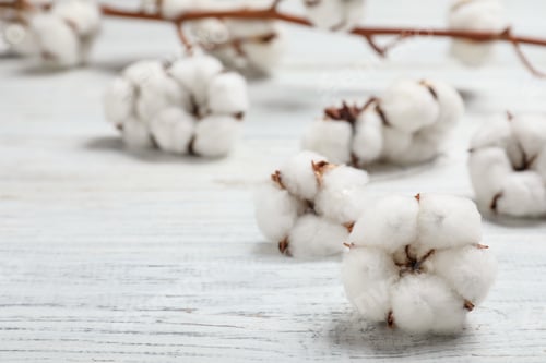 Preview: Fluffy cotton flowers on white wooden background, closeup