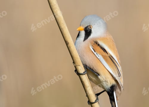 Preview: Bearded reedling, Panurus biarmicus. The male sits on a reed stalk on the riverbank