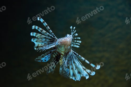 Preview: Sea fish in the deep, sea life
