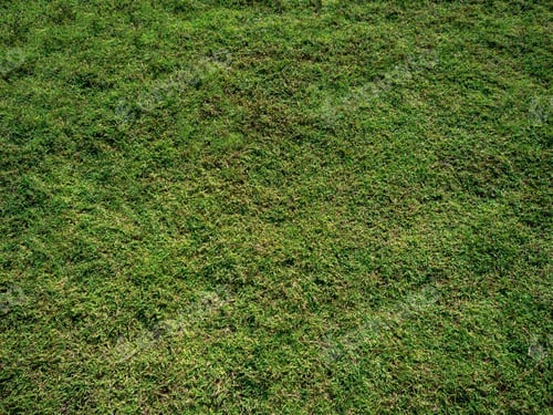 Preview: Grass green color nature meadow background summer plant environment field spring land outdoor growth