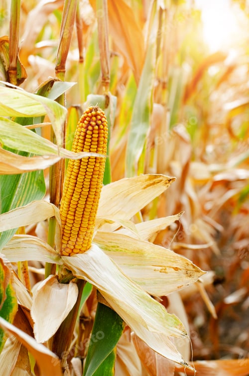 Preview: Dry corn cob on stalks authentic view on corn field autumn time
