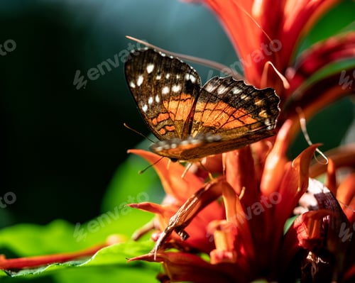 Preview: Close-up shot of a Anartia amathea butterfly perched atop a brightly colored flower
