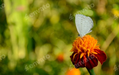 Preview: the white butterfly