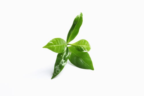Vista previa: Hojas de café verde frescas aisladas en blanco