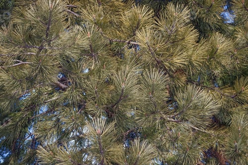 Preview: Ponderosa Pine (Pinus Ponderosa). Called Bull Pine, Blackjack Pine And Western Yellow Pine Also
