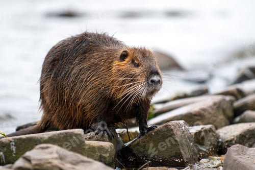 Preview: nutria perched