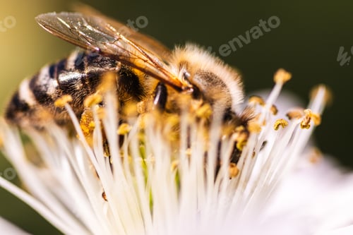 Preview: A detailed closeup view showing a bee resting on a white flower
