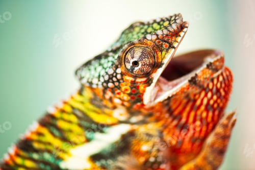 Preview: chameleon, reptile, pet, coloured, colours