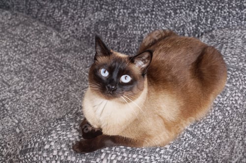 Preview: siamese cat
