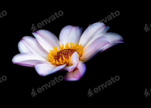 Preview: Dahlia with black background