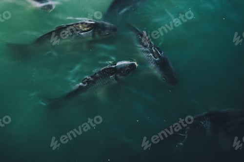 Preview: Fish. Water. Pond. Green. Peaceful. Feeding.