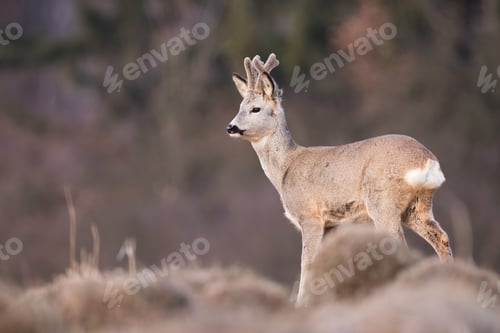 Preview: Roe deer looking on dry meadow in springtime nature