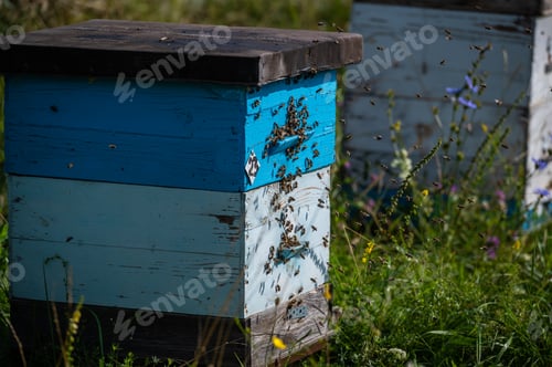 Preview: Detail of crowded gate into wooden bee hive. Bees arriving with legs wrapped by yellow pollen. Bees