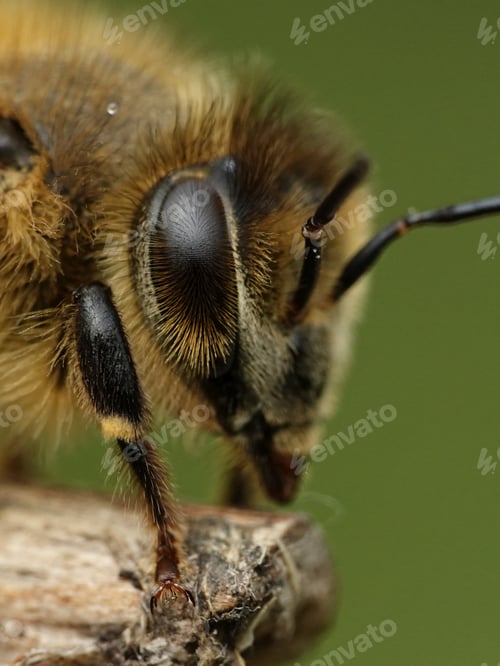 Preview: European honey bee (Apis mellifera)