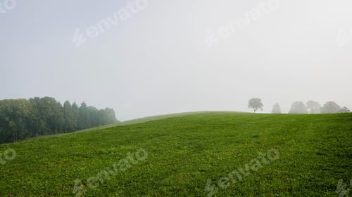 Preview: Idyllic moody landscape with mist over green field and silhouettes of trees on horizon
