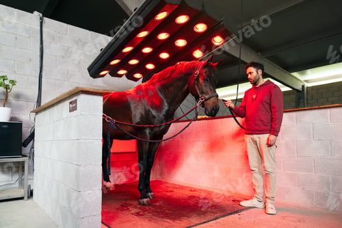 Preview: Man Assisting Horse During Infrared Heat Rehabilitation Session