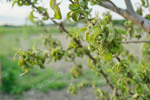 Preview: Peach tree affected by fungal diseases, spring season in the garden