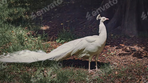 Preview: Vibrant peacock struts on grass by a tree and rocks.