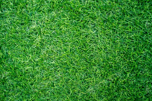 Preview: grass