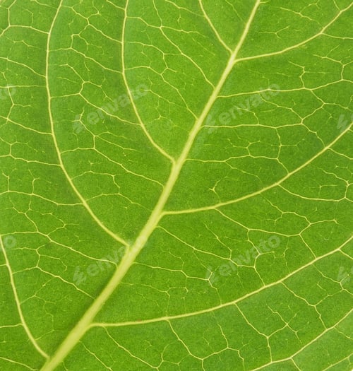 Preview: leaf texture